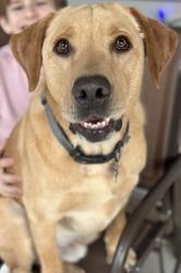 Lost Male Dog last seen Fm 1972, Gilmer, TX 75645
