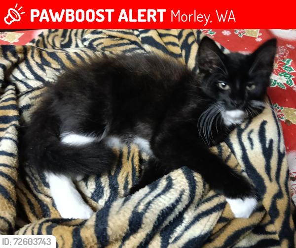 Lost Female Cat last seen Beechboro Rd, Tanner Place and Heal St , Morley, WA 6062