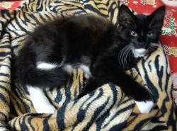 Lost Female Cat last seen Beechboro Rd, Tanner Place and Heal St , Morley, WA 6062