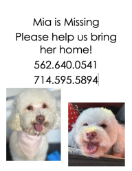 Lost Female Dog last seen Hill/Basque, Fullerton, CA 92833