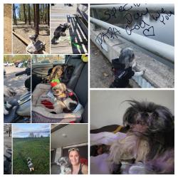Lost Male Dog last seen 1St ave S, Kent, WA 98032