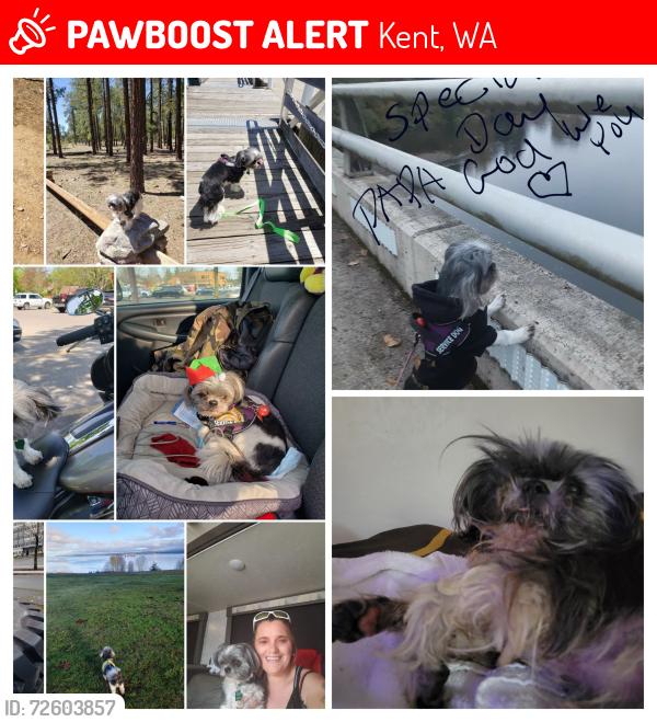 Lost Male Dog last seen 1St ave S, Kent, WA 98032