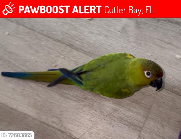 Lost Unknown Bird last seen Near sw 200th st, Cutler Bay, FL 33157
