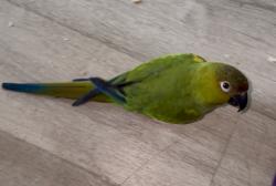 Lost Unknown Bird last seen Near sw 200th st, Cutler Bay, FL 33157