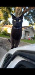 Lost Male Cat last seen Neil st  Marshall middle school  plant city , Plant City, FL 33563