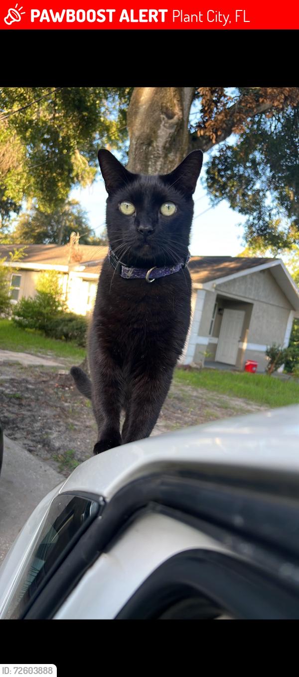 Lost Male Cat last seen Neil st Marshall middle school plant city, Plant City, FL 33563