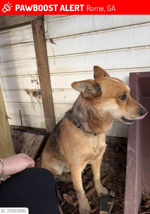 Lost Male Dog last seen Near Marshall ln Rome ga , Rome, GA 30165
