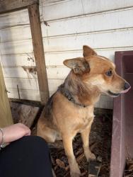 Lost Male Dog last seen Near Marshall ln Rome ga , Rome, GA 30165