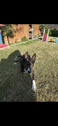 Lost Male Dog last seen Blackstone & Shields, Fresno, CA 93704