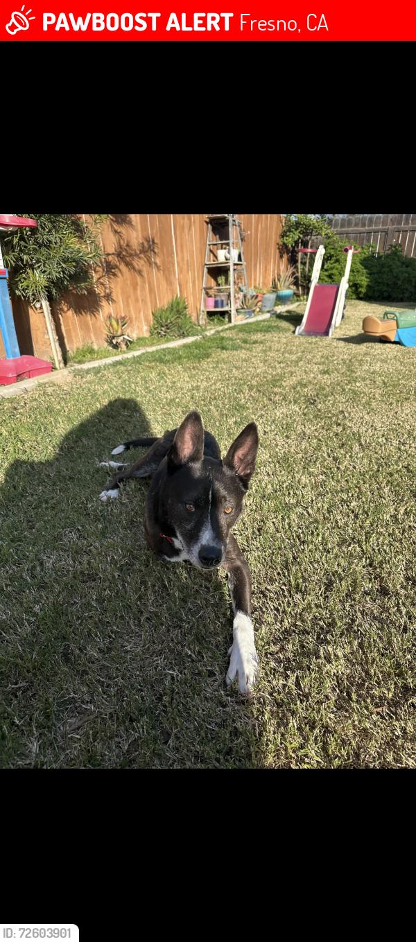 Lost Male Dog last seen Blackstone & Shields, Fresno, CA 93704
