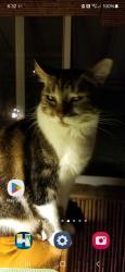 Lost Female Cat last seen N 26th Avenue and Fillmore Street , Hollywood, FL 33020