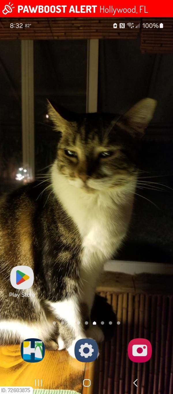 Lost Female Cat last seen N 26th Avenue and Fillmore Street , Hollywood, FL 33020