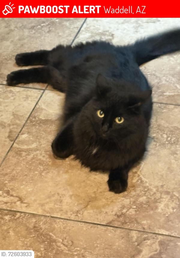 Lost Female Cat last seen Palo Verde, Waddell, AZ 85355