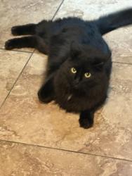 Lost Female Cat last seen Palo Verde, Waddell, AZ 85355