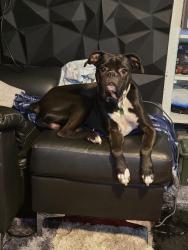 Lost Male Dog last seen Mt vernon pawnee woodlawn oliver, Wichita, KS 67218