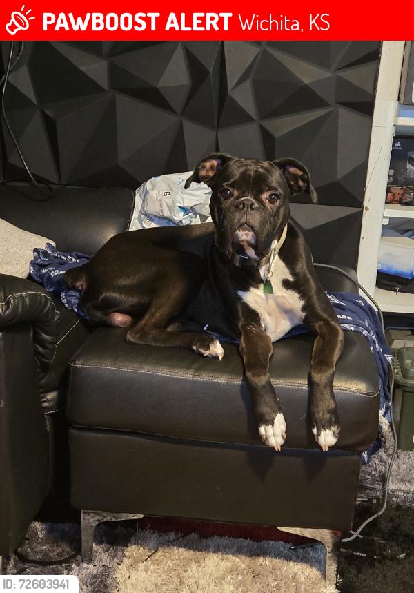 Lost Male Dog last seen Mt vernon pawnee woodlawn oliver, Wichita, KS 67218
