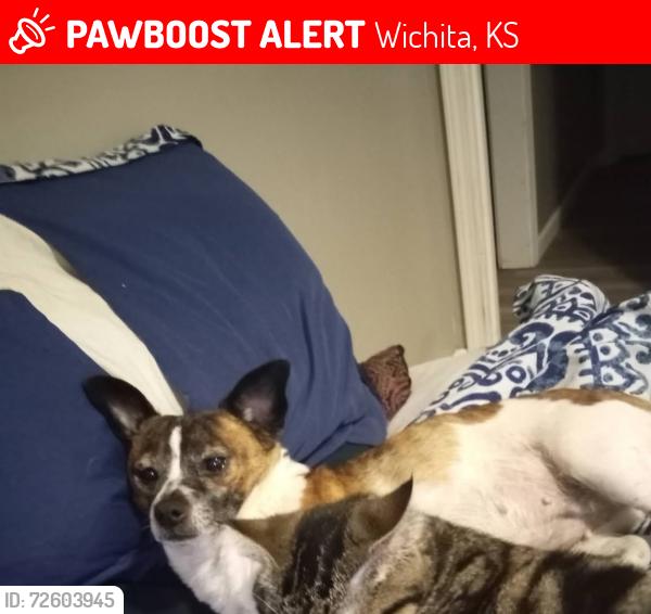 Lost Female Dog last seen Meridian and McCormick wwicchita ks, Wichita, KS 67213