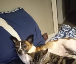 Lost Female Dog last seen Meridian and McCormick wwicchita ks, Wichita, KS 67213