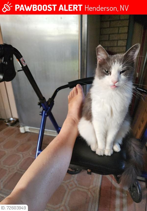 Lost Female Cat last seen Galleria and Jason Rivera , Henderson, NV 89011