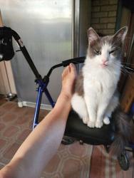 Lost Female Cat last seen Galleria and Jason Rivera , Henderson, NV 89011