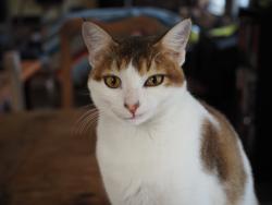Lost Male Cat last seen Robinson Rd and Wheeler Ridge Dr, Denton, TX 76210