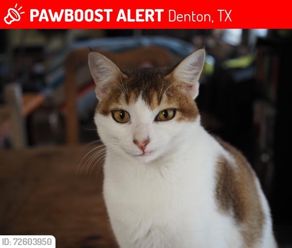Lost Male Cat last seen Robinson Rd and Wheeler Ridge Dr, Denton, TX 76210