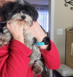 Lost Female Dog last seen W stones crossing rd , Greenwood, IN 46143