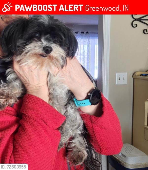 Lost Female Dog last seen W stones crossing rd , Greenwood, IN 46143