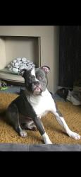 Lost Male Dog last seen Campbell Crescent, West Dunbartonshire Council, Scotland G83 0HF