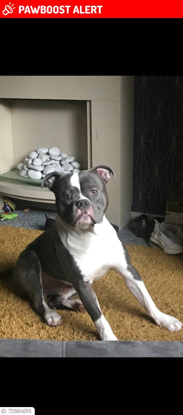 Lost Male Dog last seen Campbell Crescent, West Dunbartonshire Council, Scotland G83 0HF