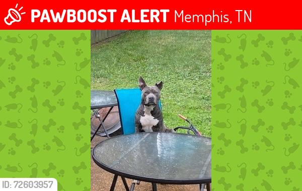 Lost Male Dog last seen Bronze Drive, Memphis, TN 38125