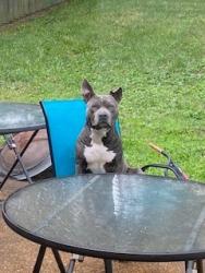 Lost Male Dog last seen Bronze Drive, Memphis, TN 38125