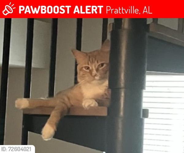 Lost Male Cat last seen The point at Fairview near 673 and 671, Prattville, AL 36066