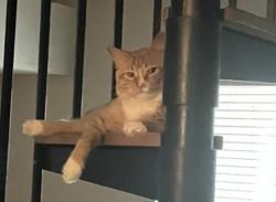 Lost Male Cat last seen The point at Fairview near 673 and 671, Prattville, AL 36066