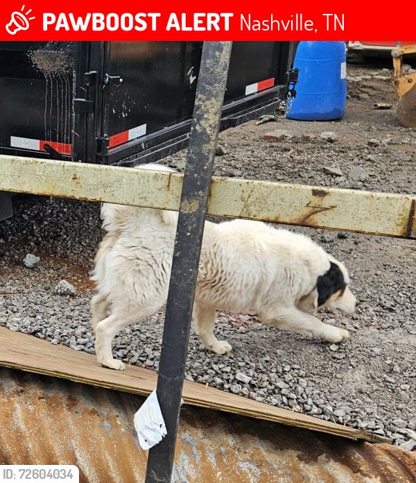 Lost Female Dog last seen Near freeway, Nashville, TN 37207