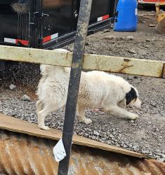 Lost Female Dog last seen Near freeway, Nashville, TN 37207
