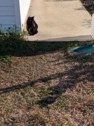 Found/Stray Male Cat last seen Caine's Landing at Shaftesbury , Conway, SC 29526