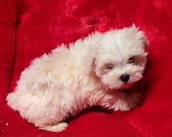 Lost Female Dog last seen Ranch Road, Tupelo, MS 38804