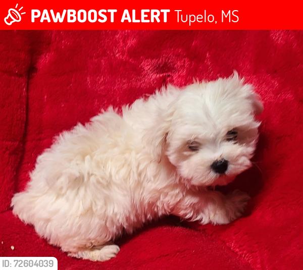 Lost Female Dog last seen Ranch Road, Tupelo, MS 38804