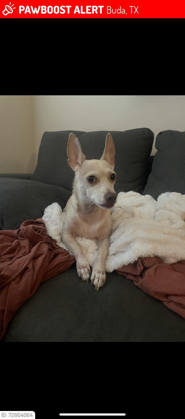 Lost Female Dog last seen Sunfield Buda tx , Buda, TX 78610