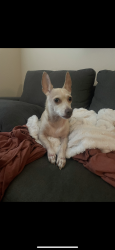 Lost Female Dog last seen Sunfield Buda tx , Buda, TX 78610