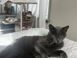 Lost Female Cat last seen St. Anthonys hosp, St. Petersburg, FL 33705