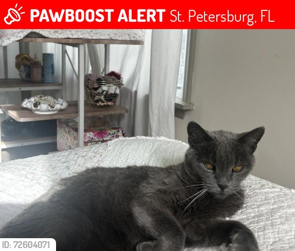 Lost Female Cat last seen St. Anthonys hosp, St. Petersburg, FL 33705