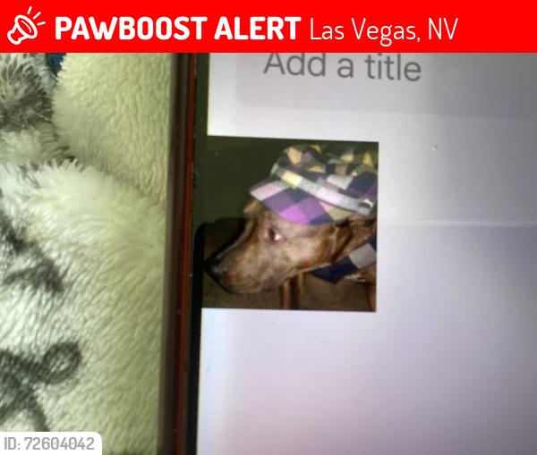 Lost Male Dog last seen Near blackberry ave, Las Vegas, NV 89142