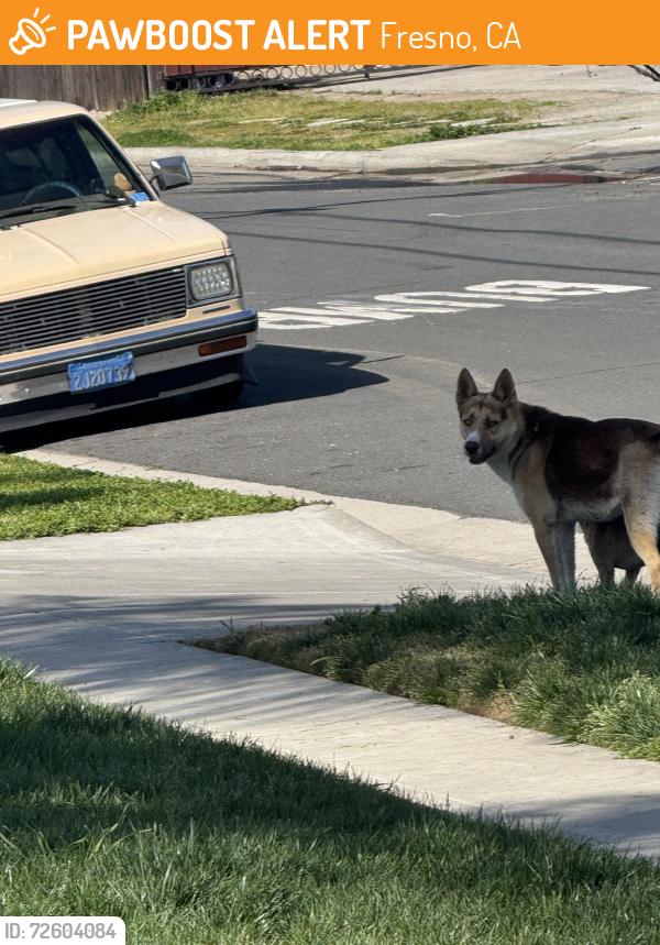 Found/Stray Male Dog last seen Cedar/Mckinley, Fresno, CA 93703