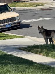 Found/Stray Male Dog last seen Cedar/Mckinley, Fresno, CA 93703