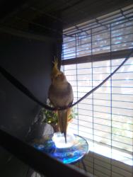 Found/Stray Unknown Bird last seen Fairdale drive, San Antonio, TX 78218