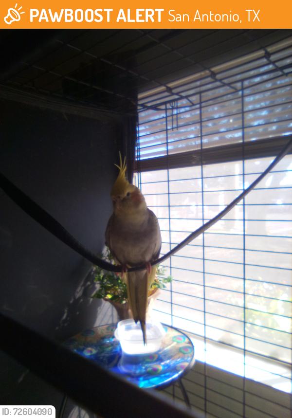 Found/Stray Unknown Bird last seen Fairdale drive, San Antonio, TX 78218