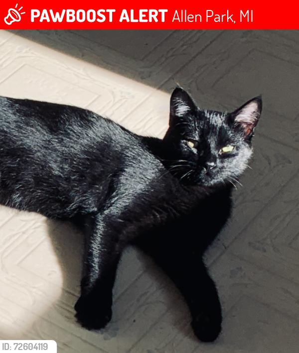 Lost Male Cat last seen Buckingham and Devonshire streets, Allen Park, MI 48101