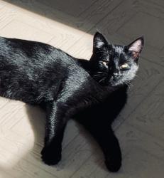 Lost Male Cat last seen Buckingham and Devonshire streets, Allen Park, MI 48101